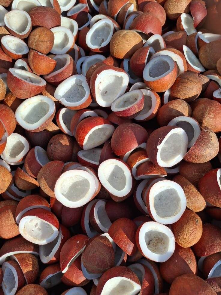 Coconuts wholesale