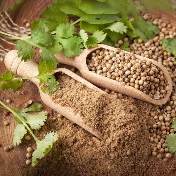 Dhania powder wholesale